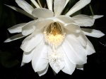 Night Blooming Flower